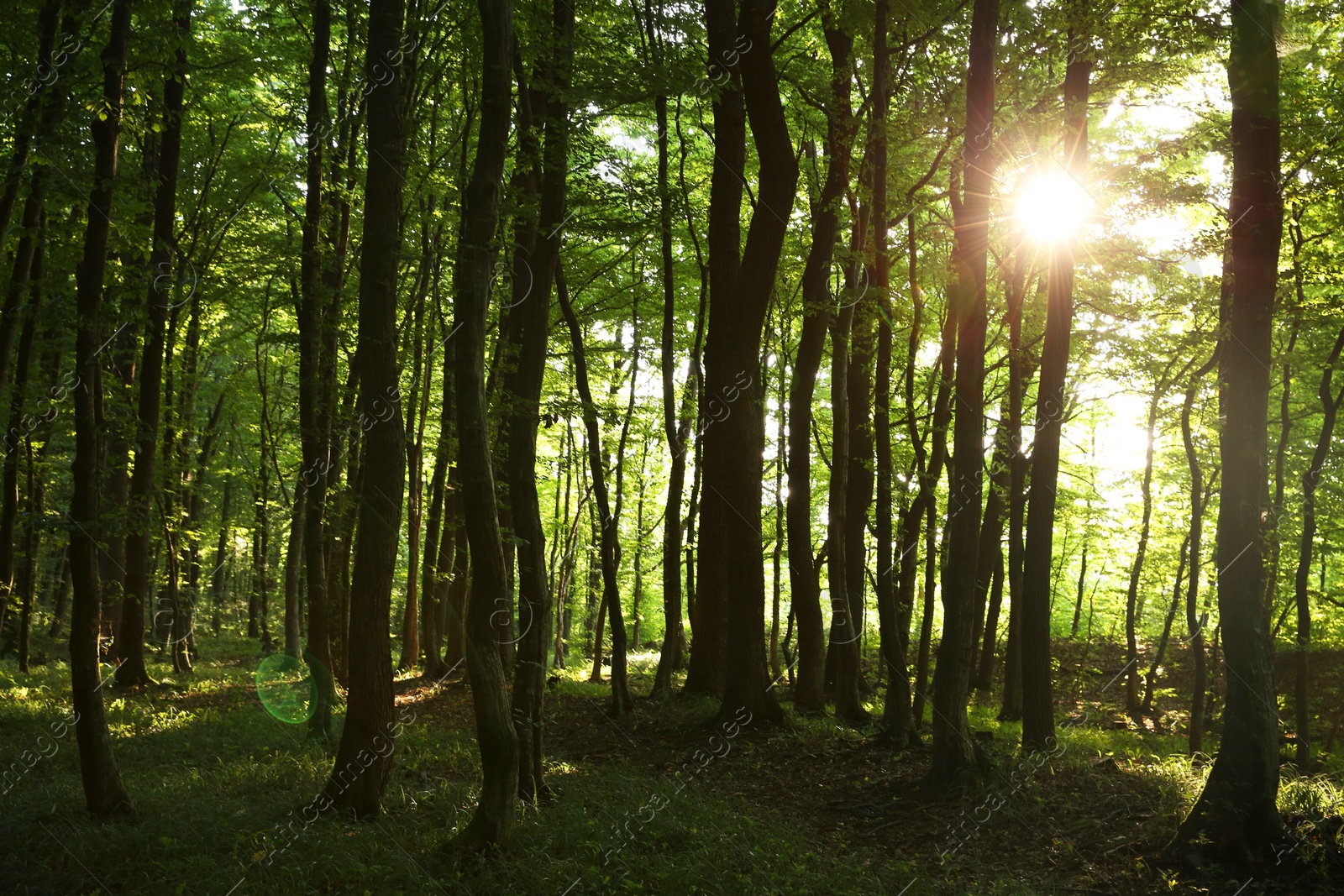 Photo of Sun shining through tree crown in forest