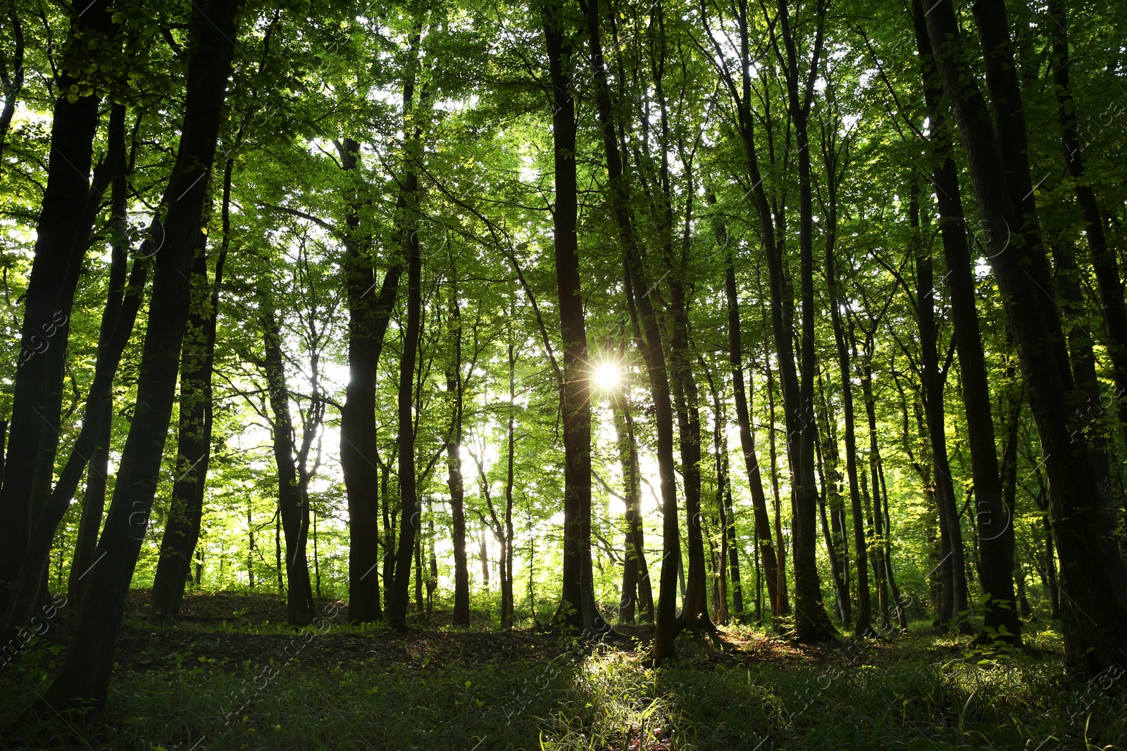 Photo of Sun shining through tree crown in forest