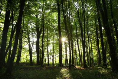 Photo of Sun shining through tree crown in forest