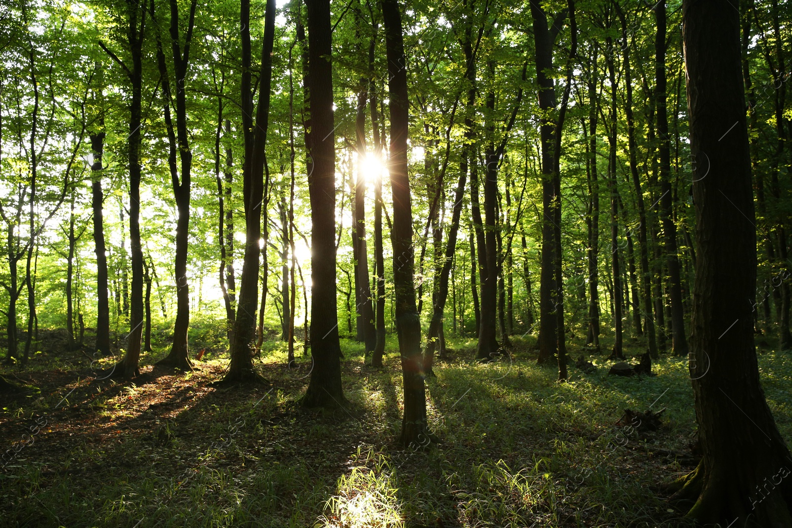 Photo of Sun shining through tree crown in forest