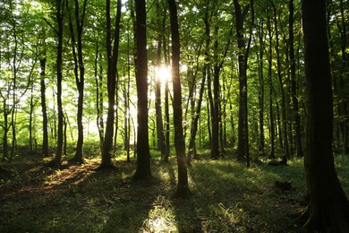 Sun shining through tree crown in forest