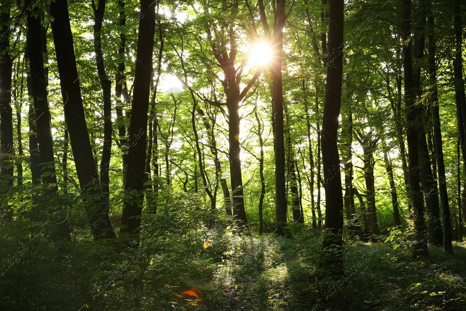 Photo of Sun shining through tree crown in forest