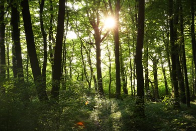 Sun shining through tree crown in forest