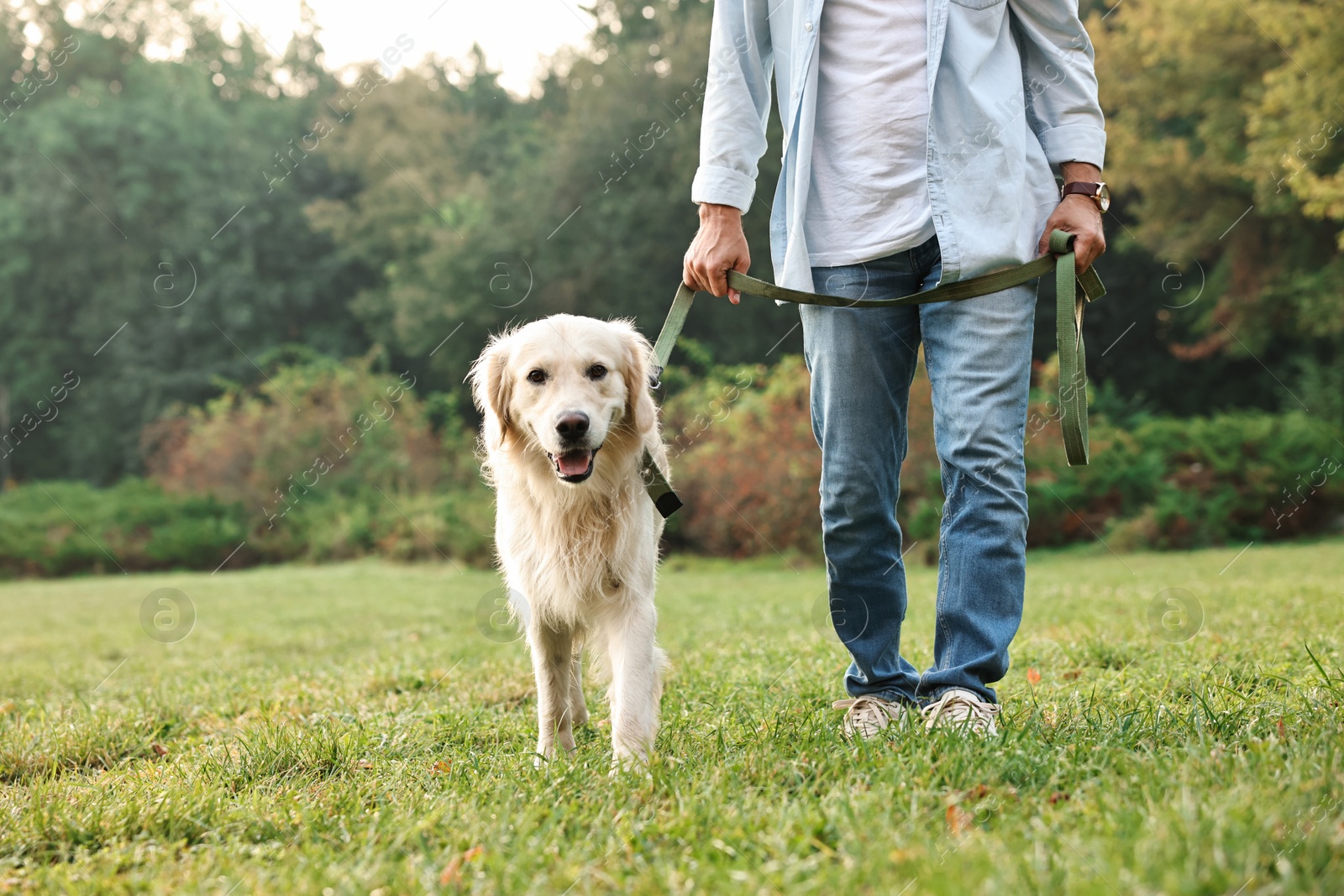 Photo of Man with cute Golden Retriever dog walking on spring day, closeup