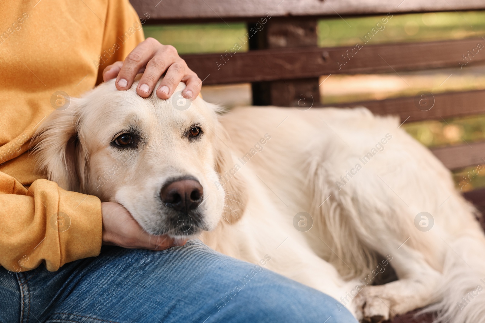 Photo of Man with cute Golden Retriever dog outdoors, closeup