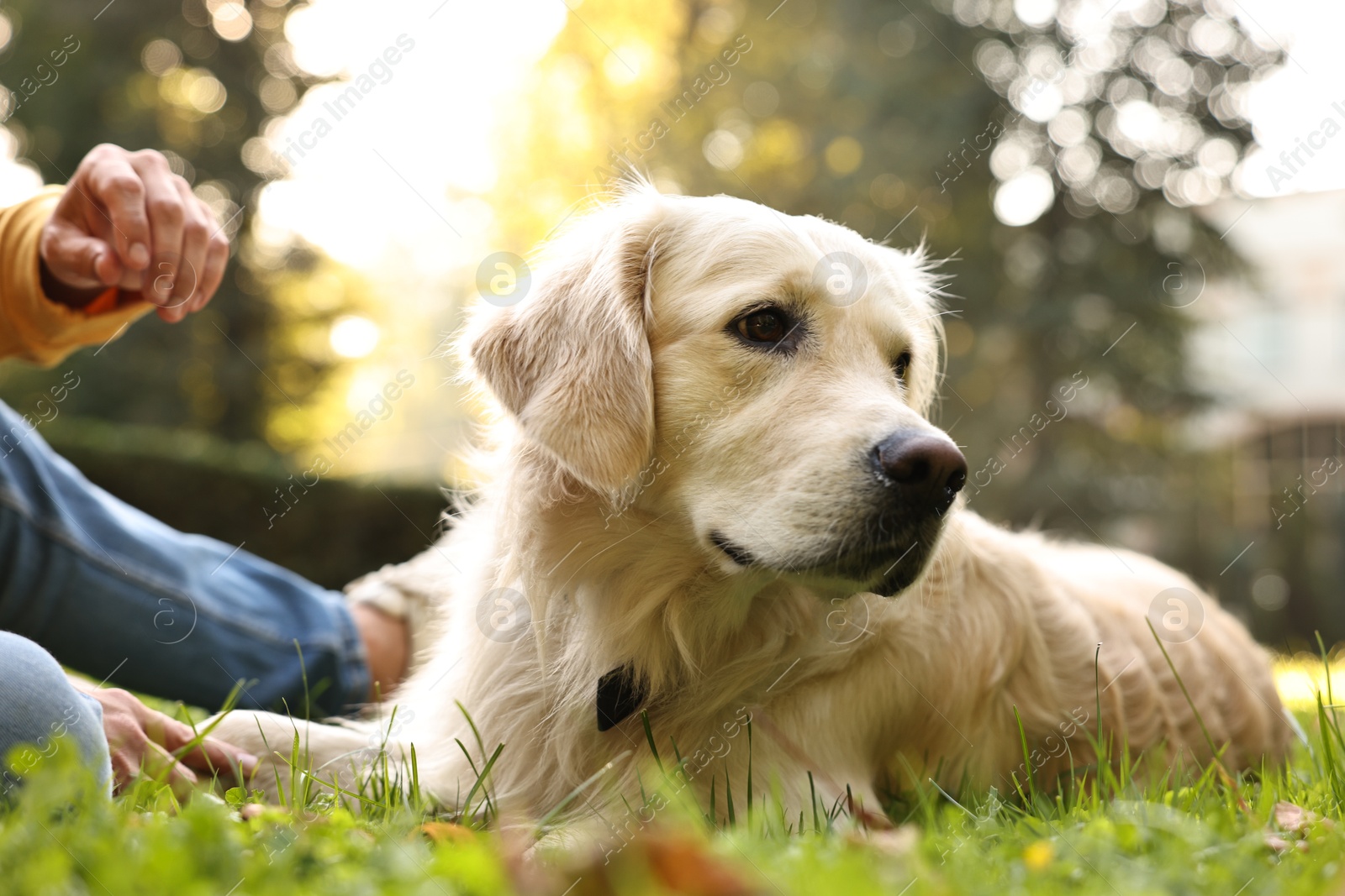 Photo of Man with cute Golden Retriever dog on spring day, closeup