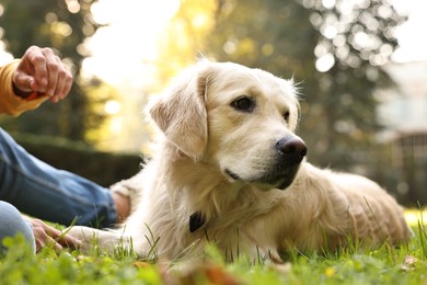 Man with cute Golden Retriever dog on spring day, closeup