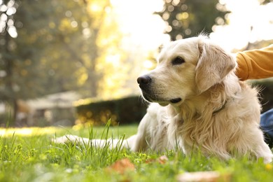 Photo of Man with cute Golden Retriever dog on spring day, closeup. Space for text