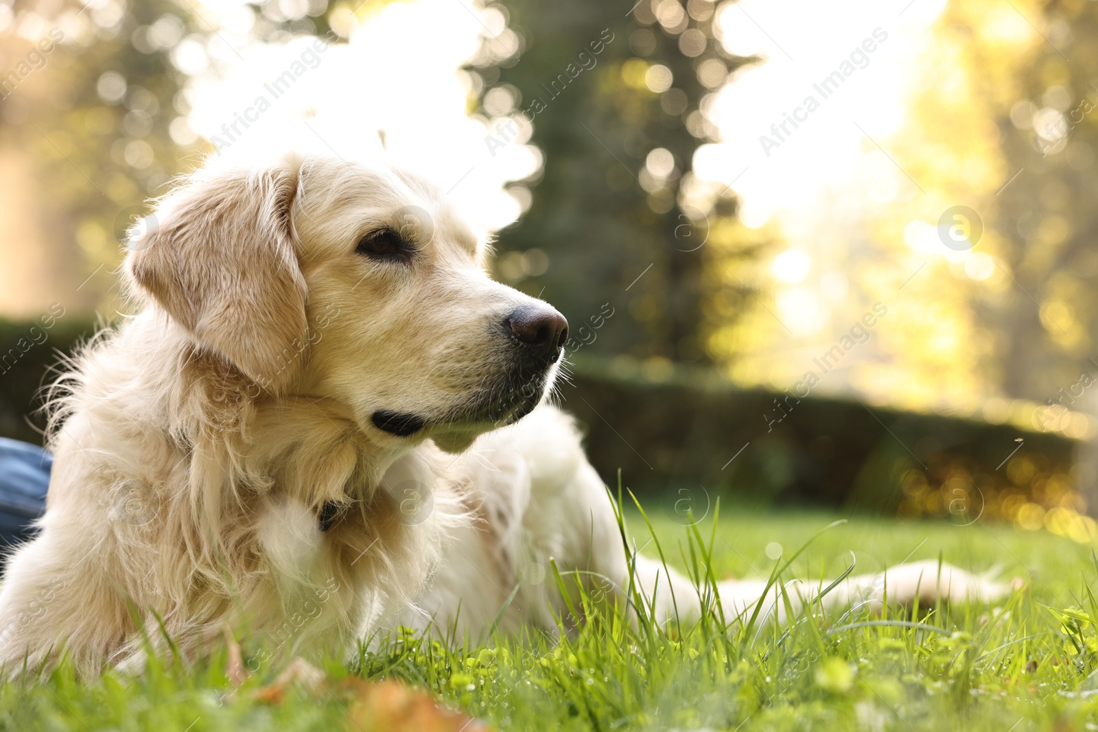 Photo of Cute Golden Retriever dog on green grass outdoors, space for text