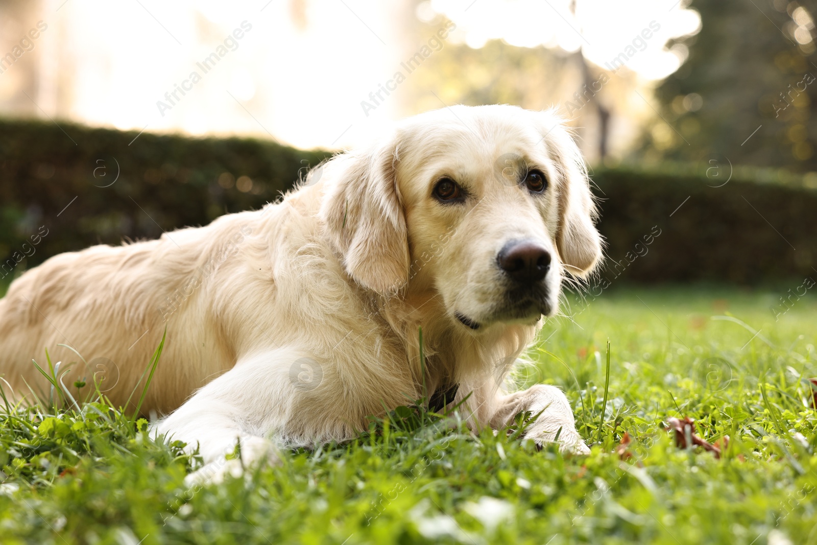 Photo of Cute Golden Retriever dog on green grass outdoors