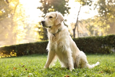 Cute Golden Retriever dog on green grass outdoors