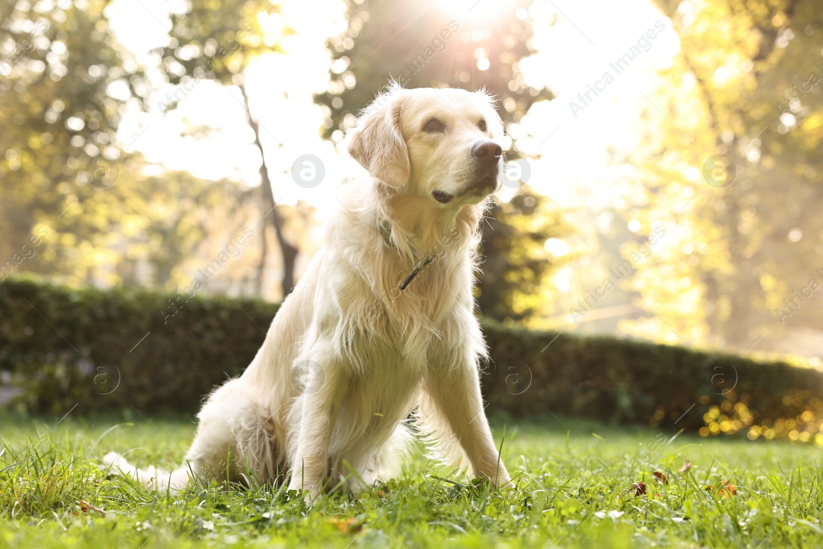 Photo of Cute Golden Retriever dog on green grass outdoors