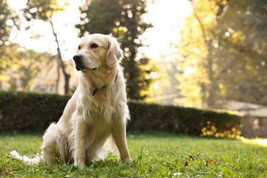 Cute Golden Retriever dog on green grass outdoors, space for text