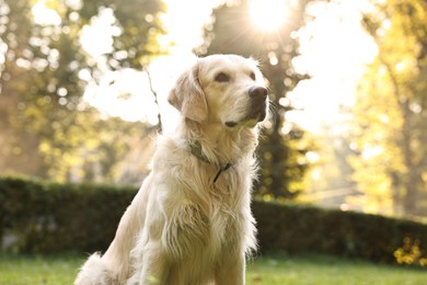 Photo of Cute Golden Retriever dog on spring day