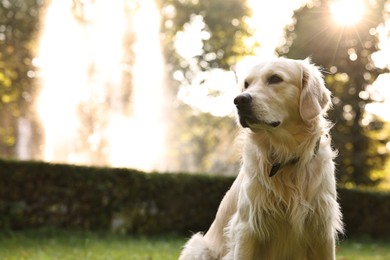 Photo of Cute Golden Retriever dog on spring day, space for text