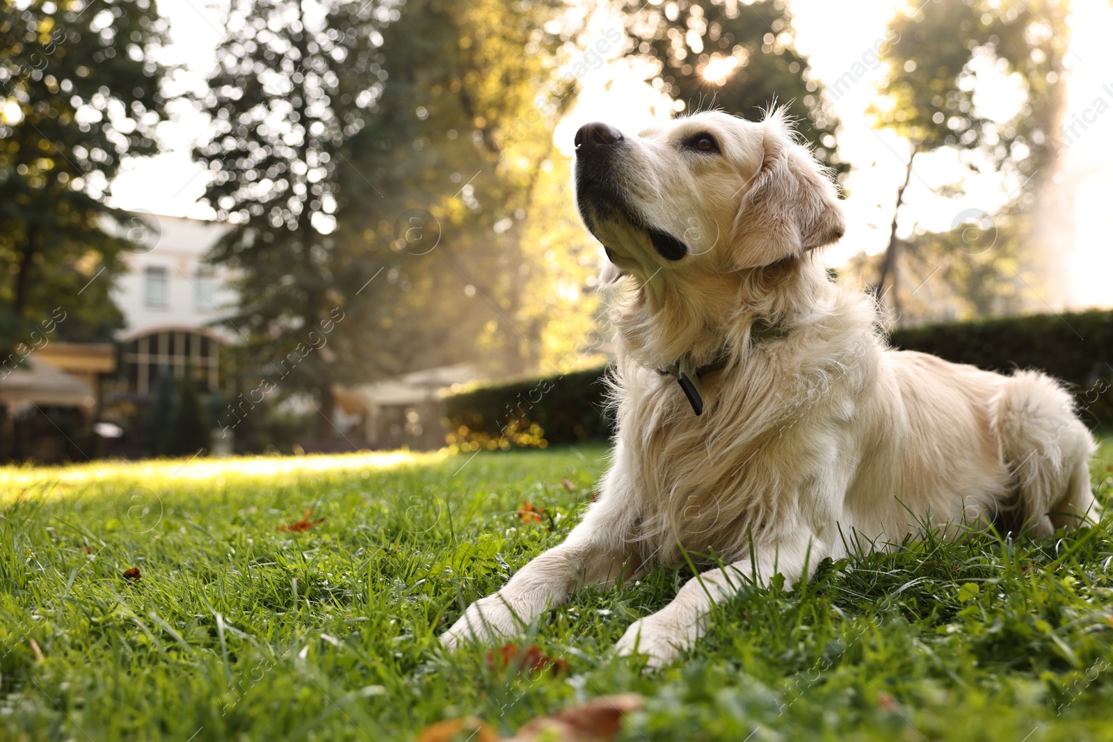 Photo of Cute Golden Retriever dog on green grass outdoors, space for text