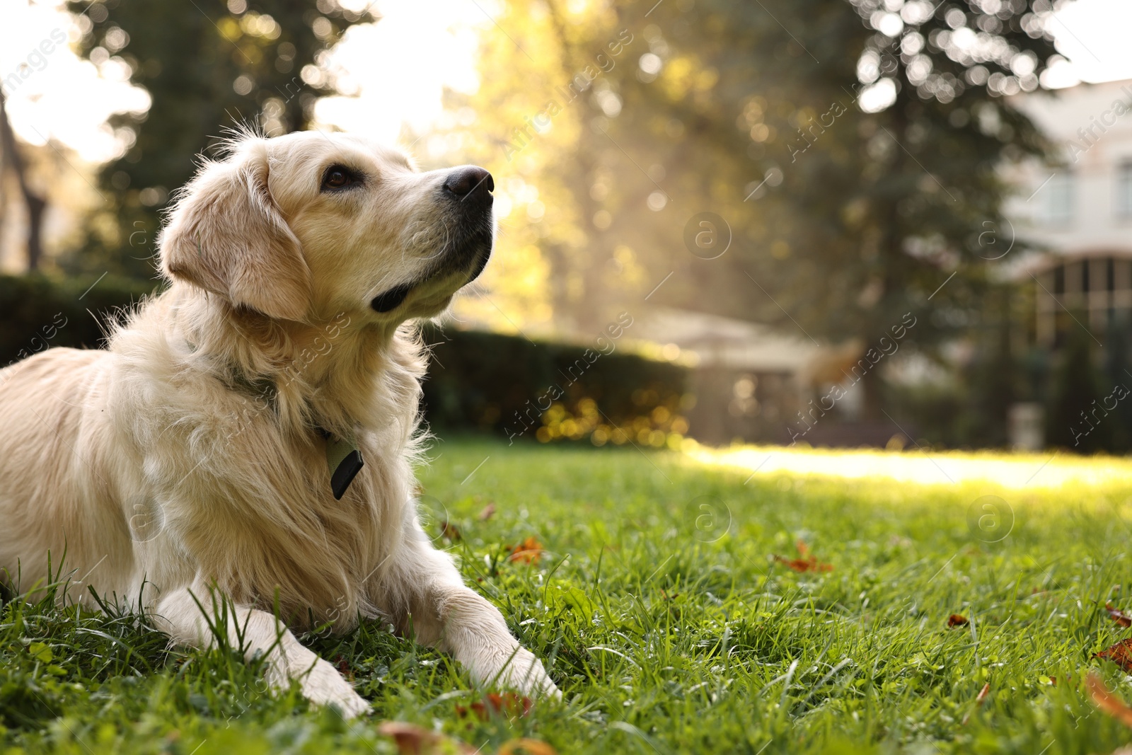 Photo of Cute Golden Retriever dog on green grass outdoors, space for text