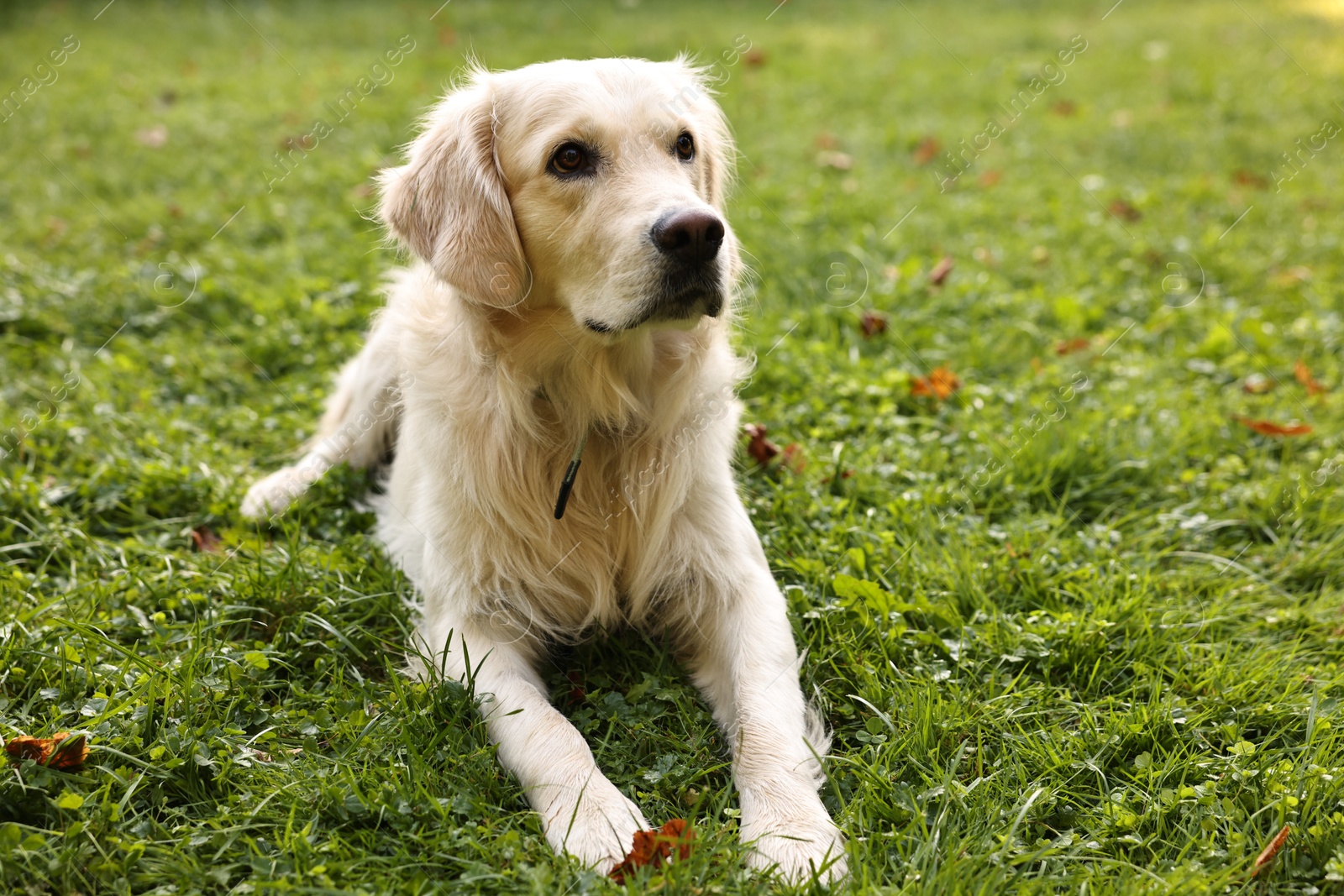 Photo of Cute Golden Retriever dog on green grass outdoors