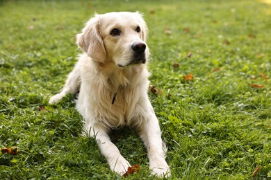 Cute Golden Retriever dog on green grass outdoors