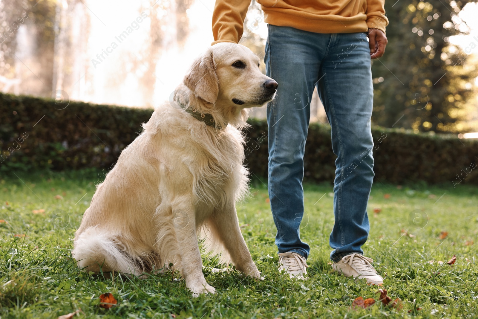 Photo of Man with cute Golden Retriever dog on spring day, closeup