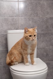 Photo of Cute cat sitting on toilet bowl in bathroom