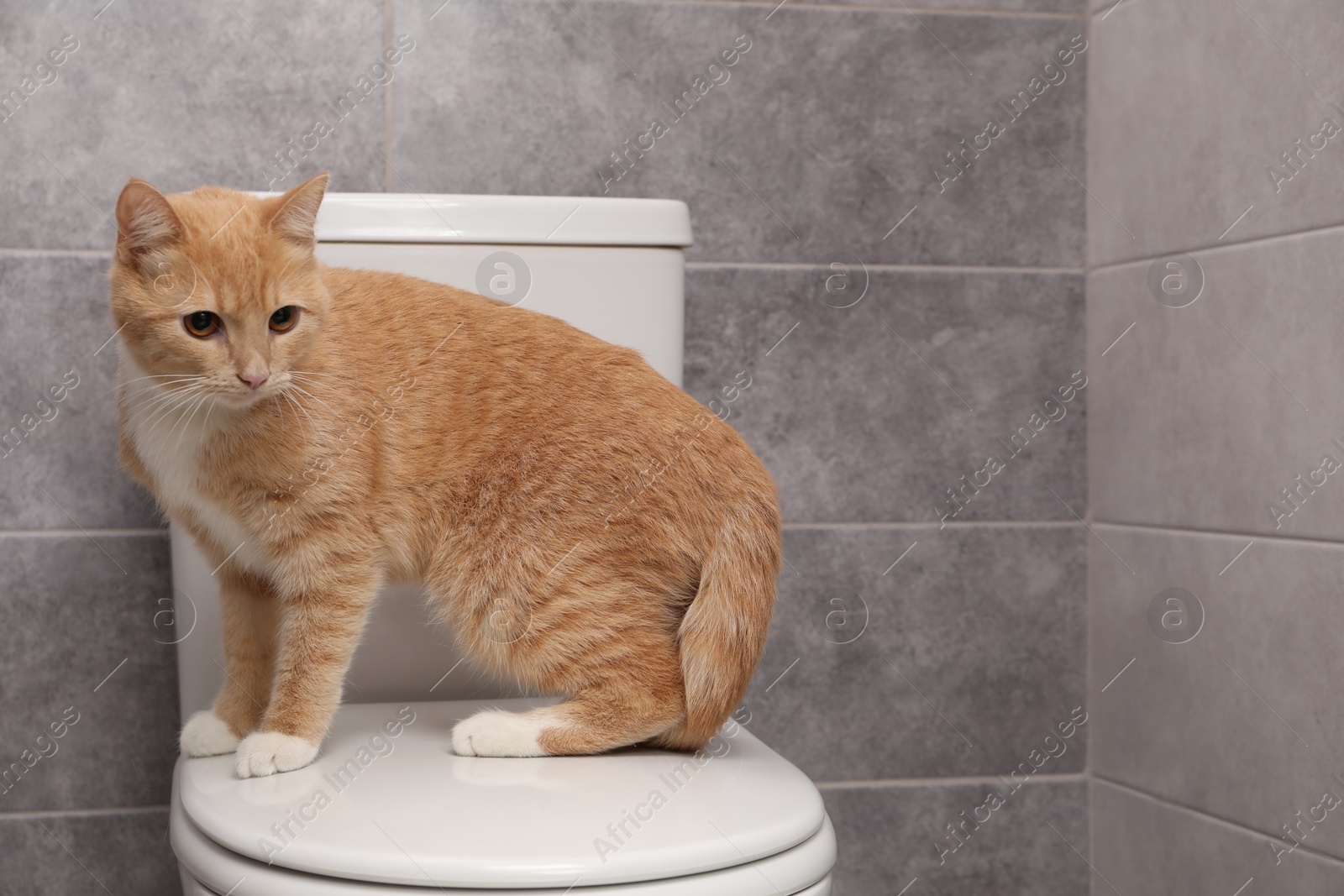 Photo of Cute cat sitting on toilet bowl in bathroom, space for text