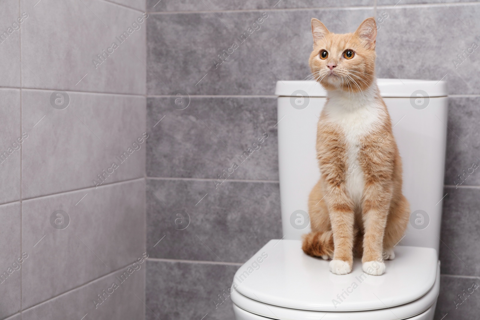 Photo of Cute cat sitting on toilet bowl in bathroom, space for text