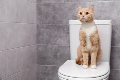 Cute cat sitting on toilet bowl in bathroom, space for text