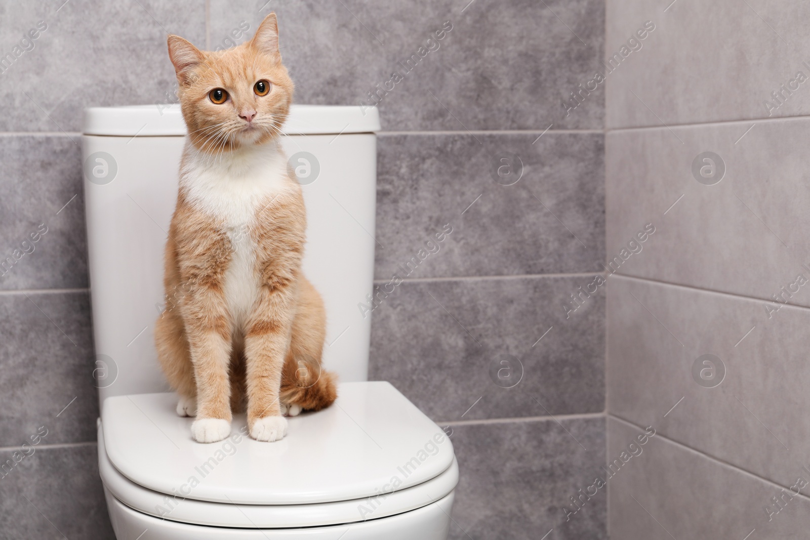 Photo of Cute cat sitting on toilet bowl in bathroom, space for text