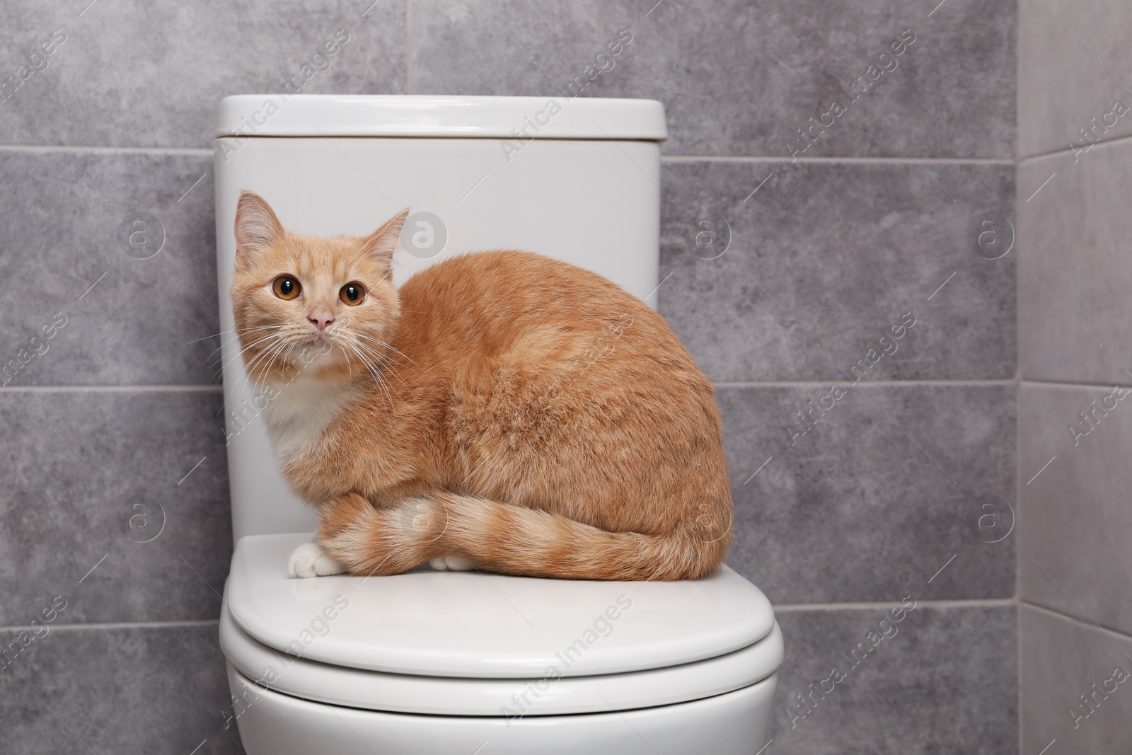 Photo of Cute cat sitting on toilet bowl in bathroom