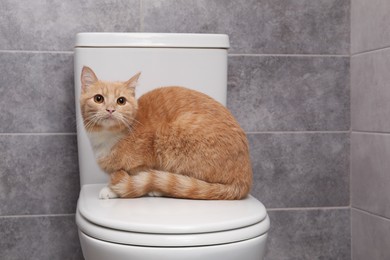 Cute cat sitting on toilet bowl in bathroom