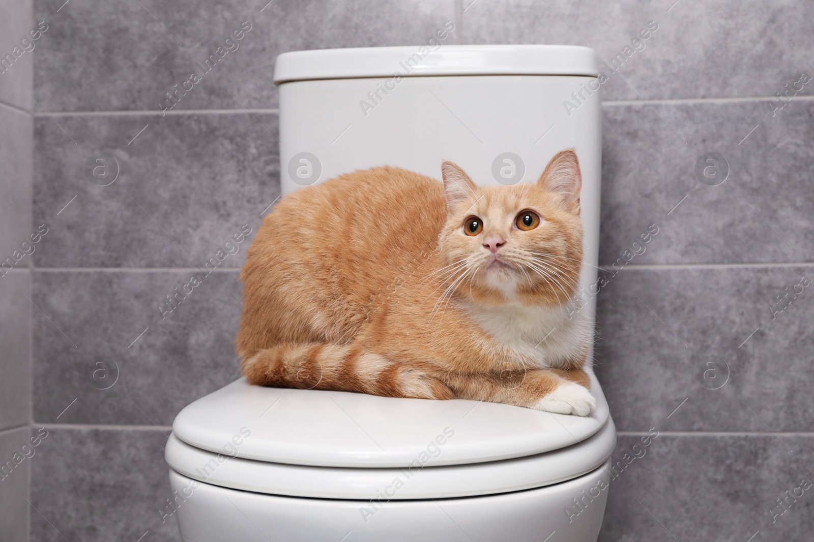 Photo of Cute cat lying on toilet bowl in bathroom