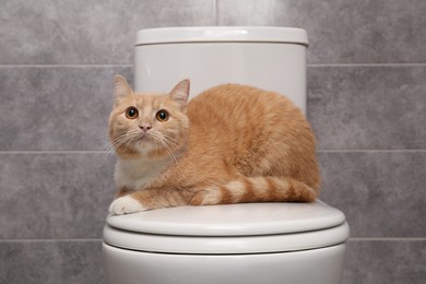 Photo of Cute cat lying on toilet bowl in bathroom