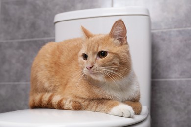 Photo of Cute cat lying on toilet bowl in bathroom