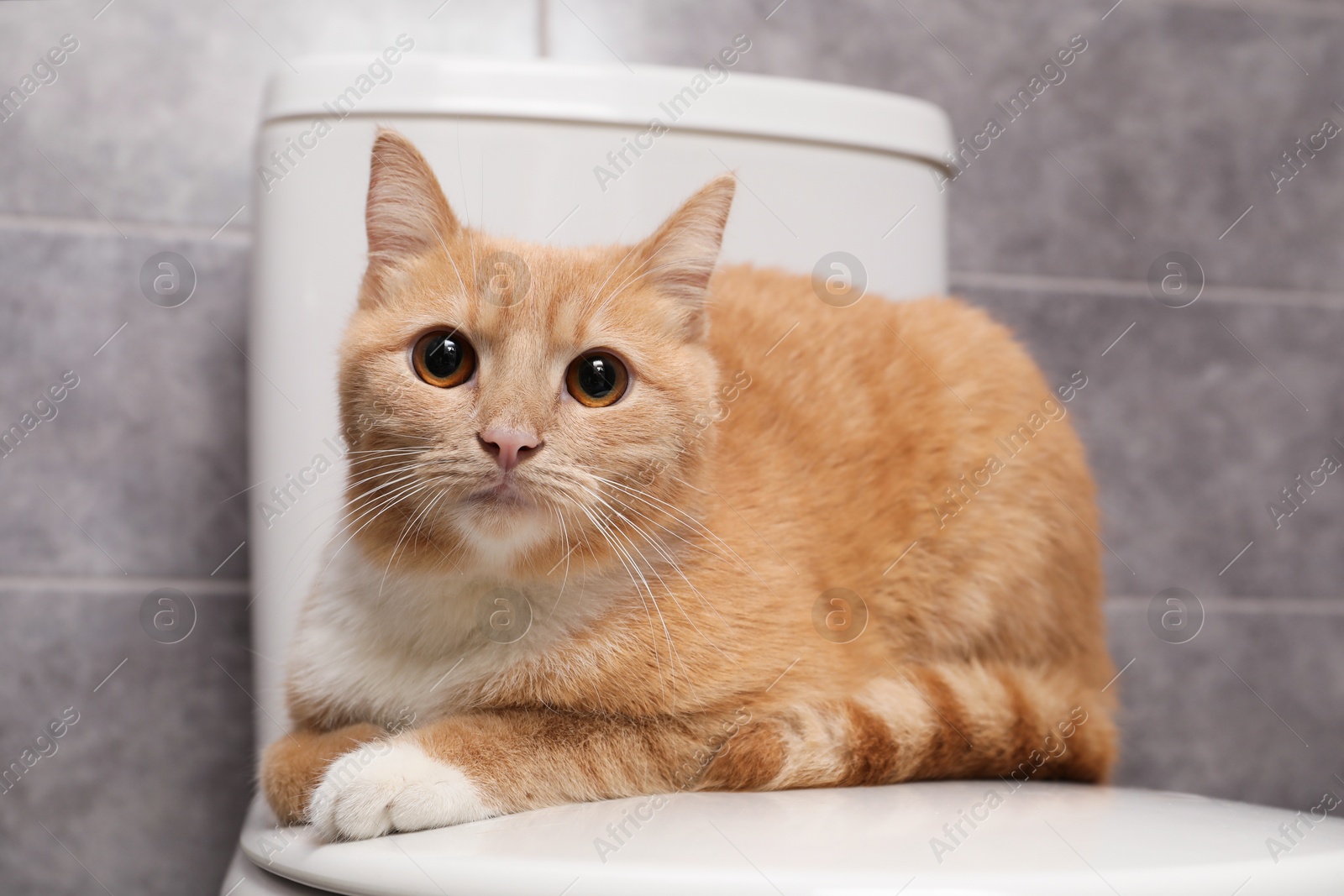 Photo of Cute cat lying on toilet bowl in bathroom