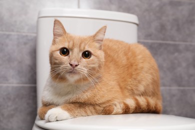 Photo of Cute cat lying on toilet bowl in bathroom