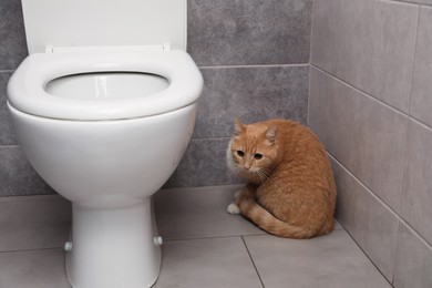 Photo of Cute cat near toilet bowl in bathroom