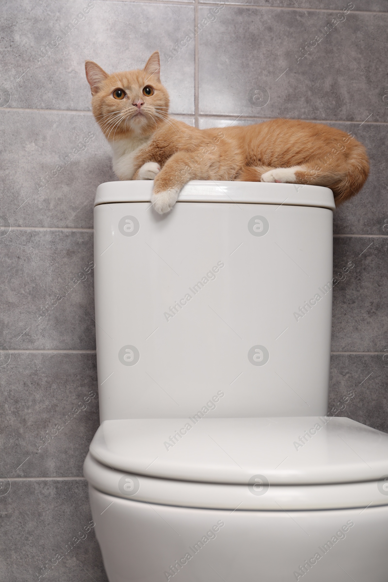 Photo of Cute cat lying on toilet bowl in bathroom