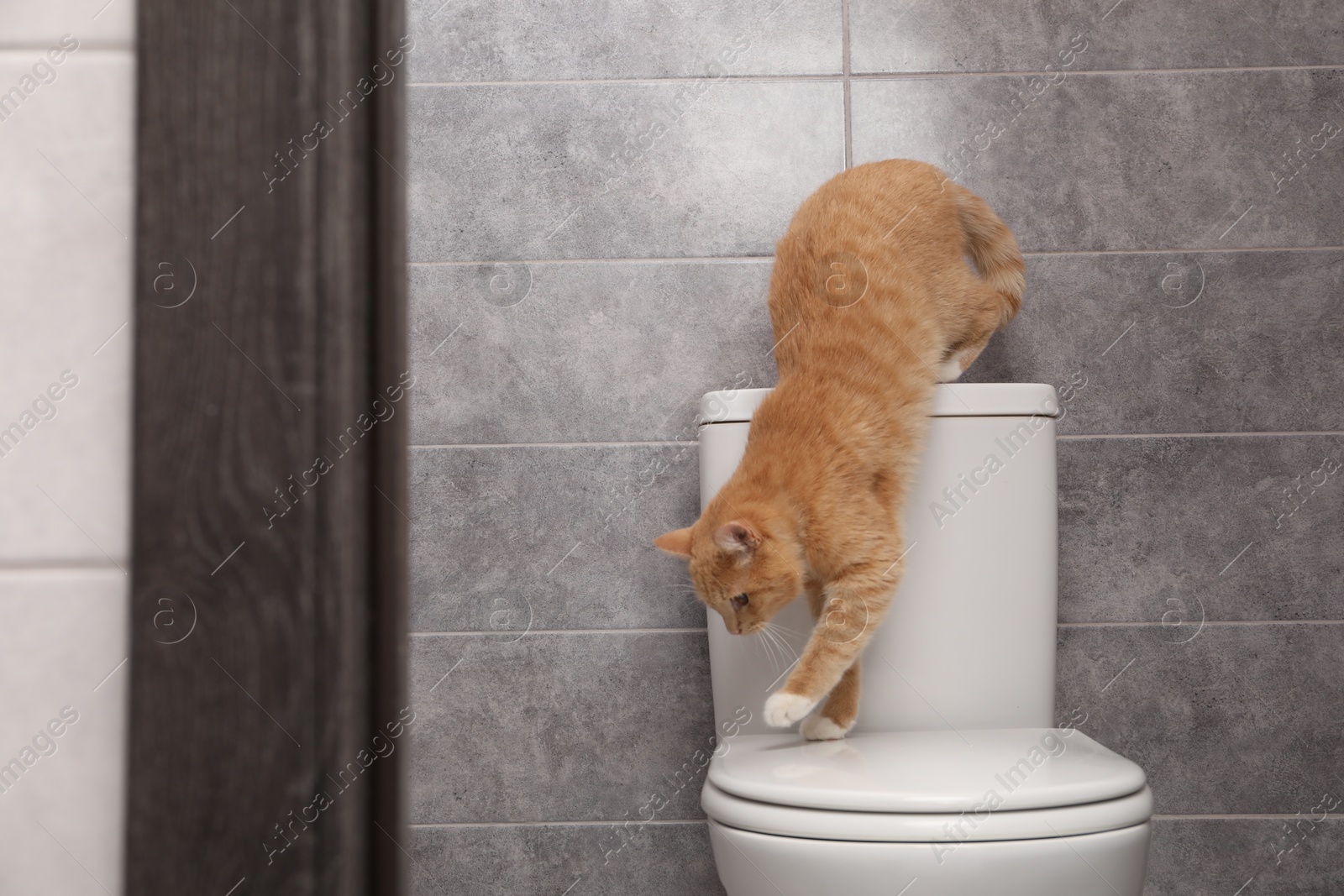 Photo of Cute cat on toilet bowl in bathroom