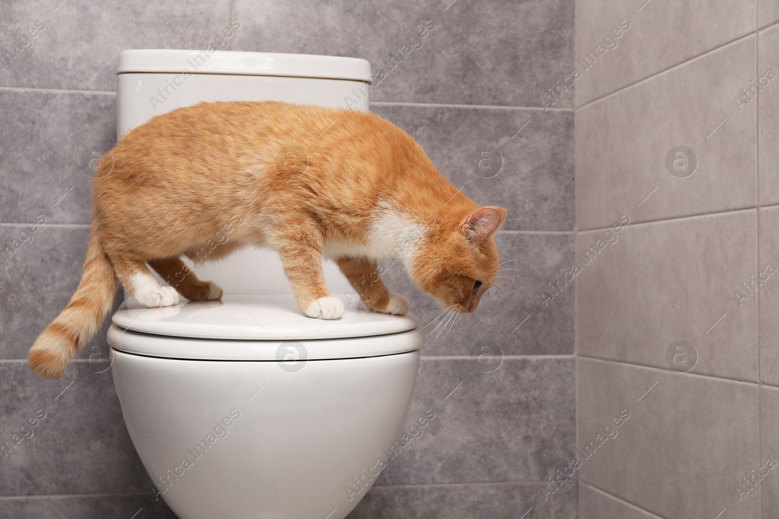 Photo of Cute cat on toilet bowl in bathroom