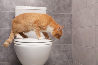 Cute cat on toilet bowl in bathroom