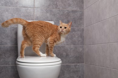 Cute cat on toilet bowl in bathroom