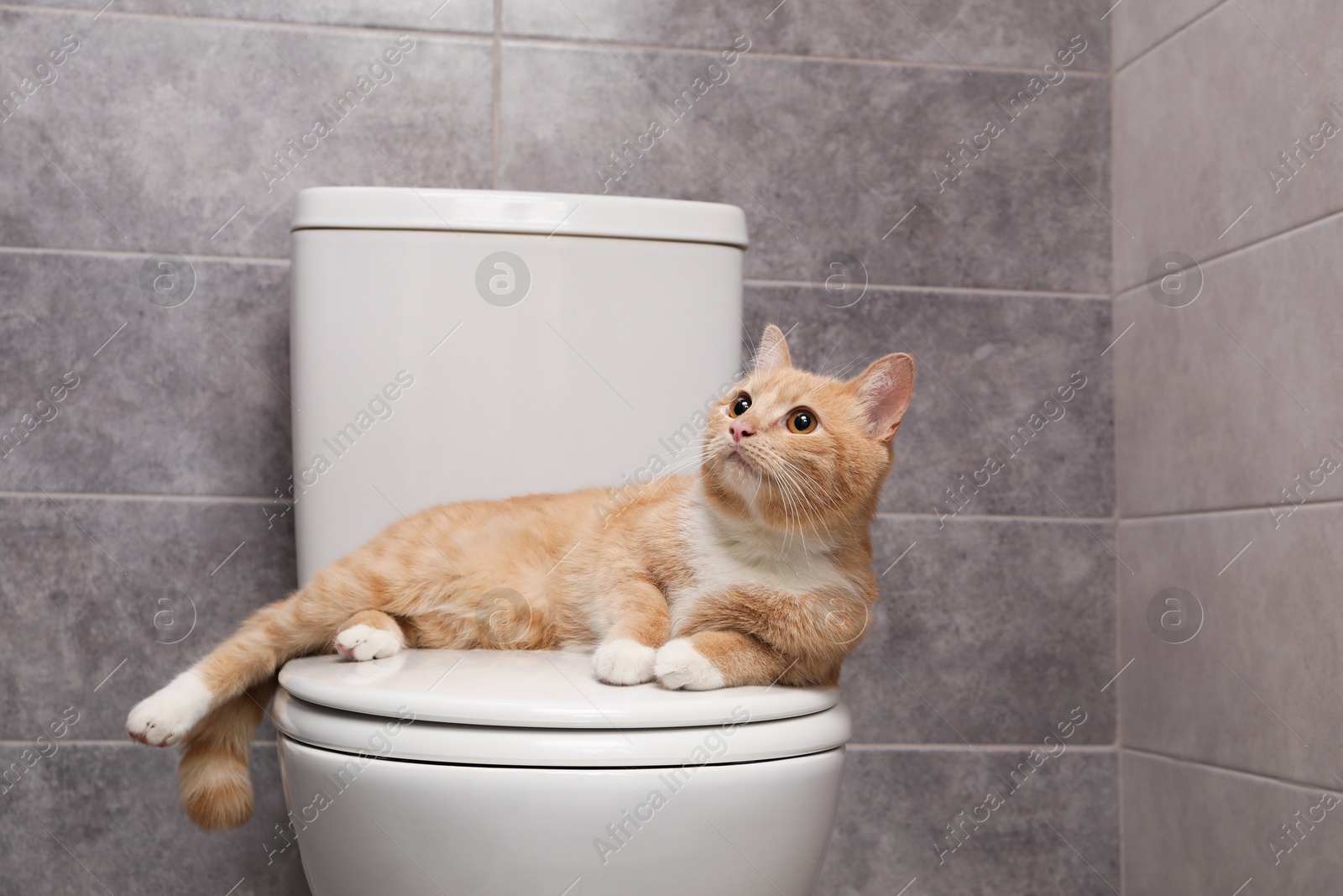 Photo of Cute cat lying on toilet bowl in bathroom