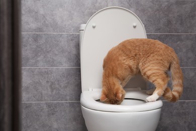 Photo of Cute cat on toilet bowl in bathroom