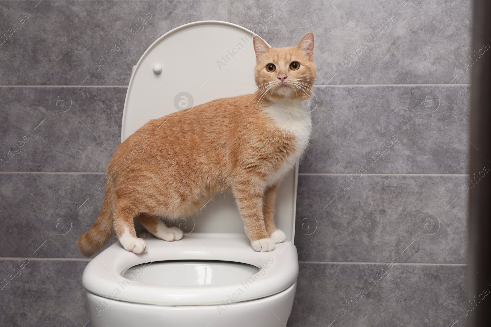 Photo of Cute cat on toilet bowl in bathroom