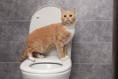 Photo of Cute cat on toilet bowl in bathroom