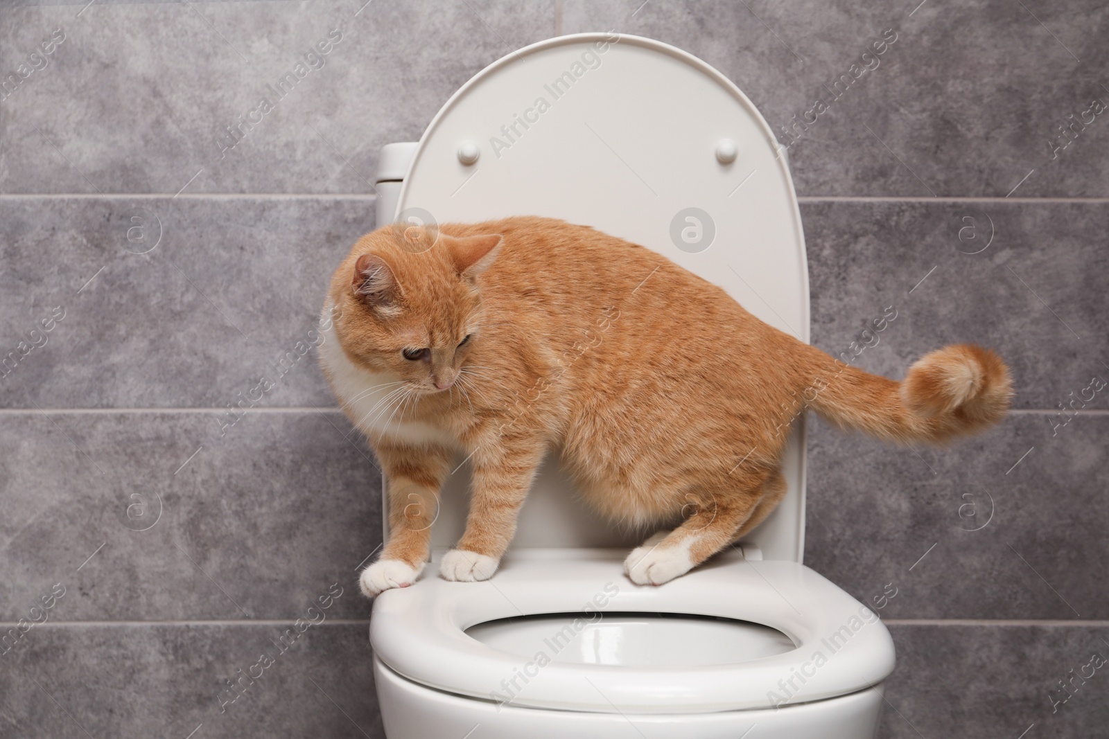 Photo of Cute cat on toilet bowl in bathroom