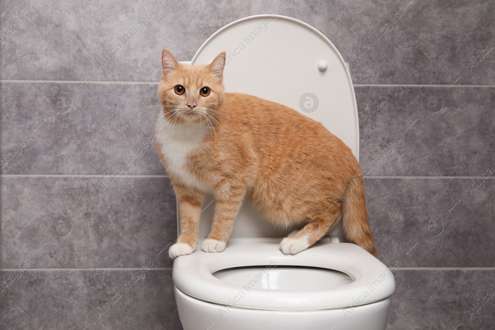 Photo of Cute cat on toilet bowl in bathroom