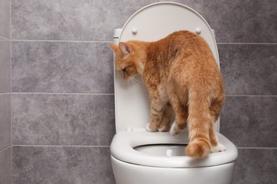 Photo of Cute cat on toilet bowl in bathroom