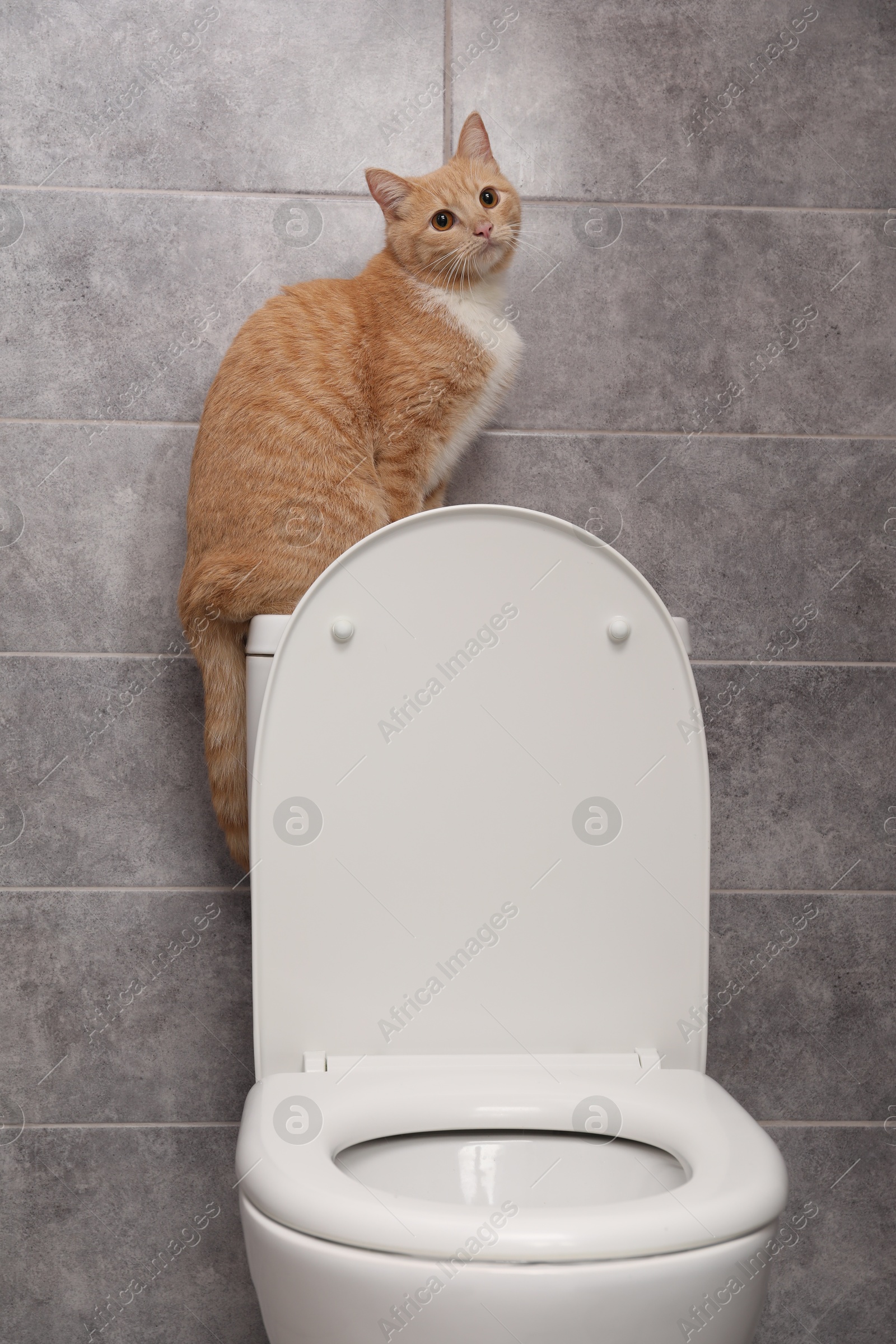 Photo of Cute cat on toilet bowl in bathroom